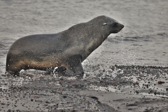 Fur seal in the ocean