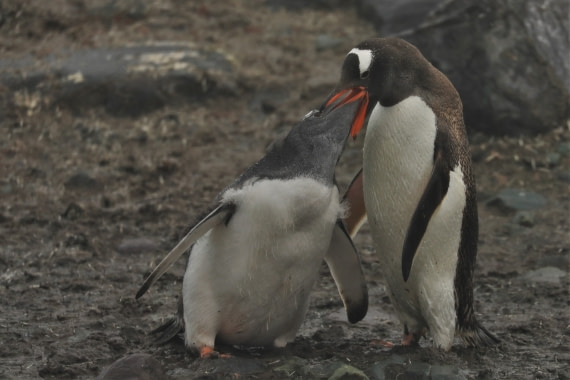 Feeding penguins