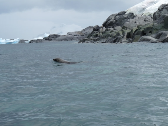 Swimming seal by Anver Island