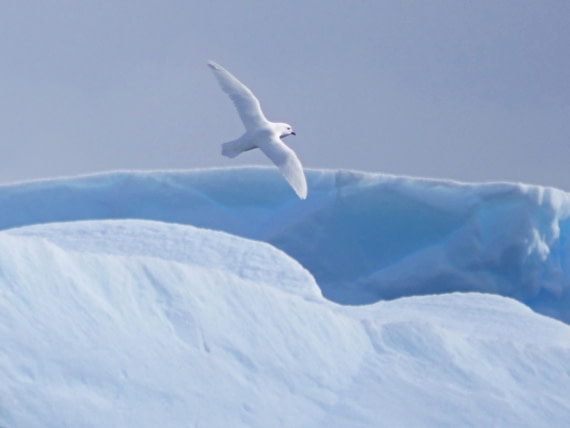 Snow Petrel