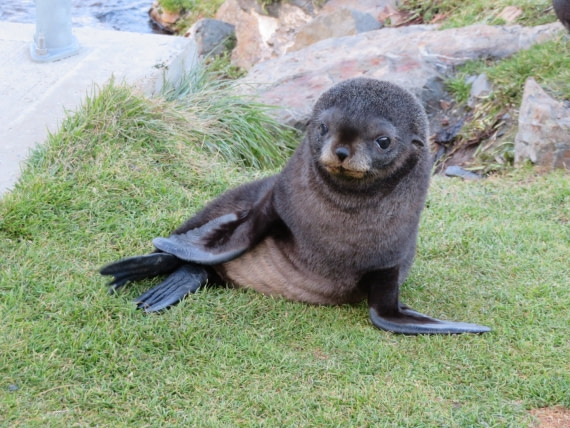 Fur seal pup Grytviken