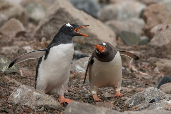 Penguin fight