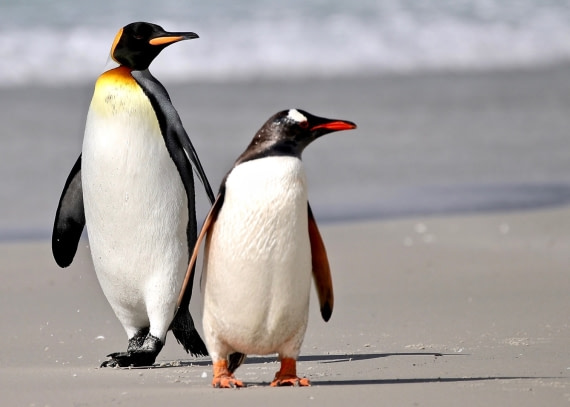 Saunders Bay King and Gentoo