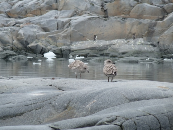 Antartic Gull by Port Lockroy