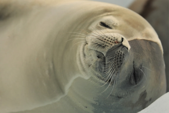 Sunbathing in Antarctica