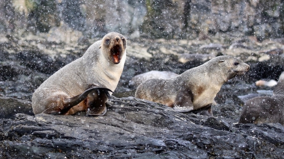Fur Seal Blizzard