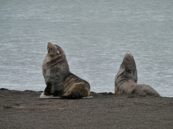 Fur seals by Deception Island