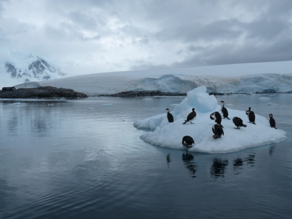 Antarctic shags by Port Lockroy