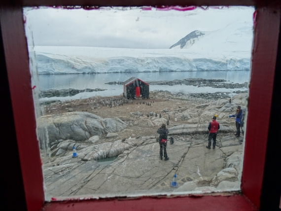 Teenage penguins being herded to the water at Port Lockroy