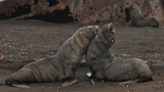 Fur seals fight no. 1