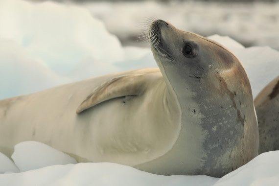Seal in evening lights