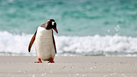 Falklands Gentoo