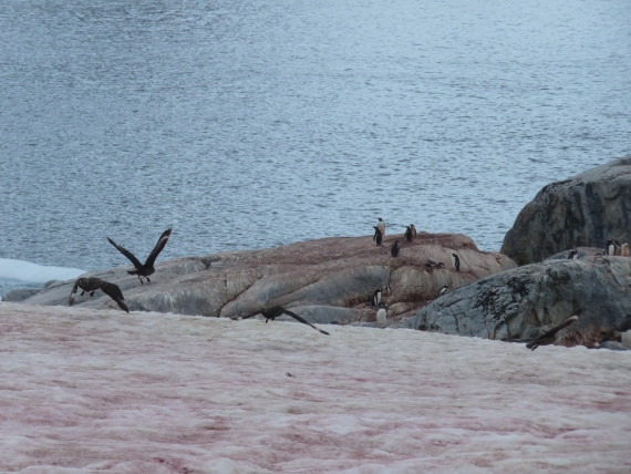 Brown Skuas on Petermann Island