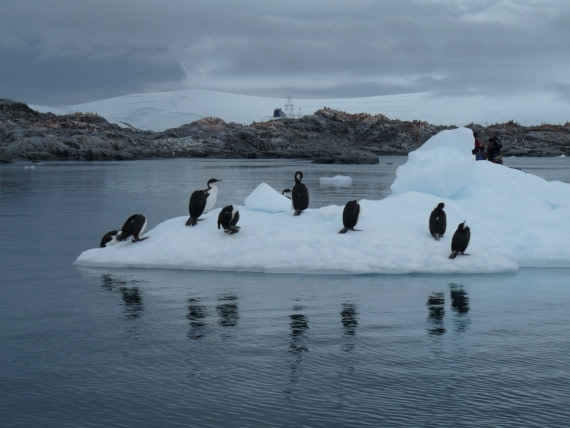 Antarctic shags by Port Lockroy