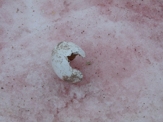 Broken egg on Petermann Island