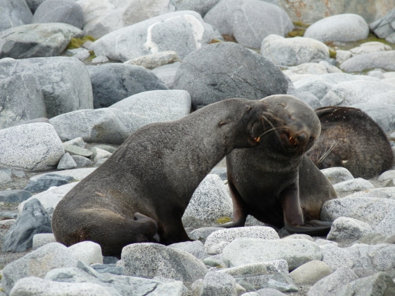 Fur Seals quarreled on Half Moon Island