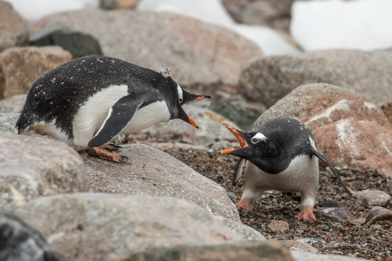 Penguin fight 2