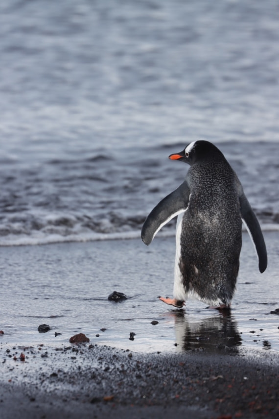 Goodbye my friend ❤️