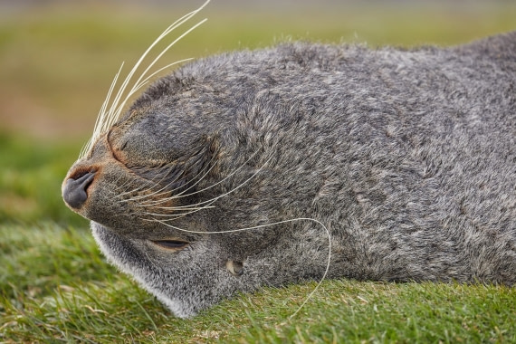 Ohrenrobbe verträumt
