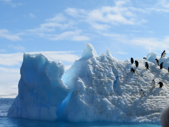 Paulet Island © Sanneke van der Sanden - Oceanwide Expeditions.jpg