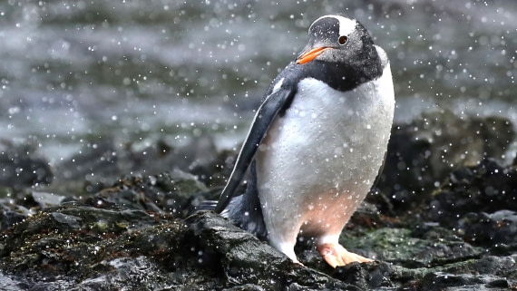 Gentoo in the Snow