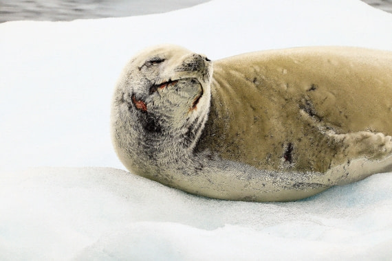 mhhh penguin tastes good