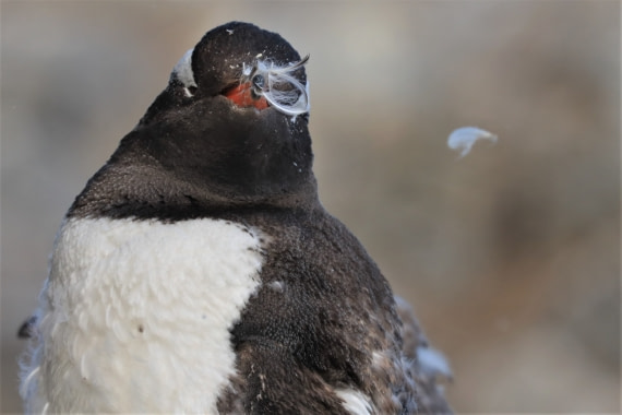 Penguin loosing feathers