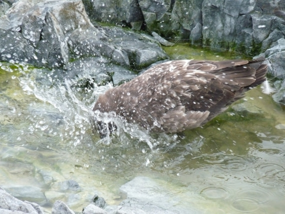 Brown Skuas by Orne Harbour