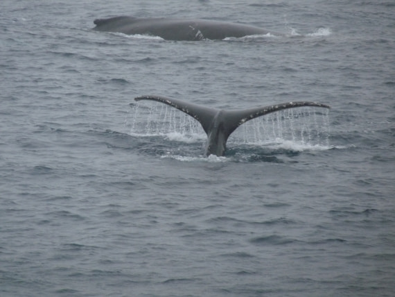 Humpback whales by Gerlache Strait