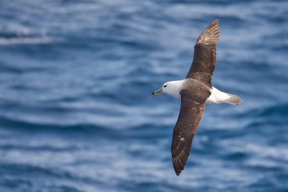 Schwarzbrauenalbatros
