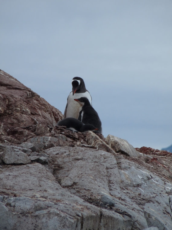 Penguin with the children on Petermann Island