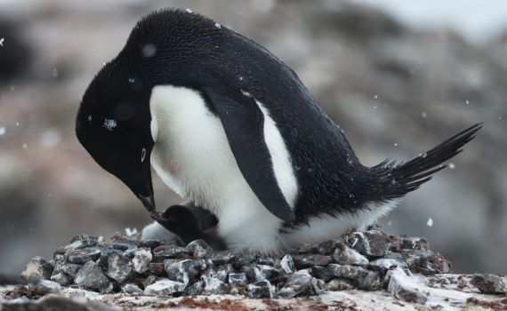 Adelie Christmas Family