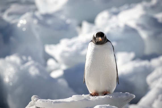 einsam auf dem Eisberg