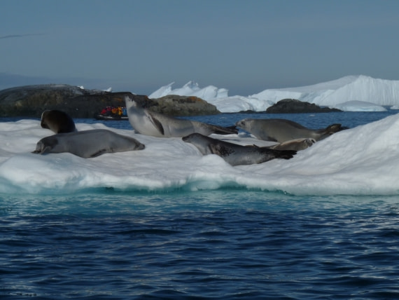 Group of seals by Yalour Island © Ria van Zessen - Oceanwide Expeditions.jpg