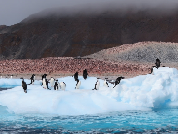 Paulet Island © Sanneke van der Sanden - Oceanwide Expeditions.jpg