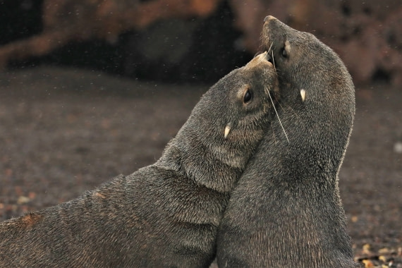 Fur seals fight no. 3
