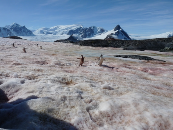Running penguins on Petermann Island