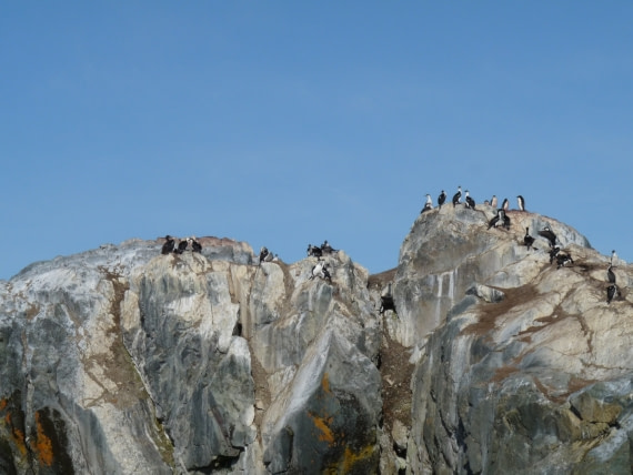 Penguin colony by Petermann island