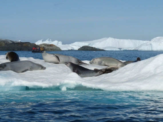 Spotting a group of seals in the sun