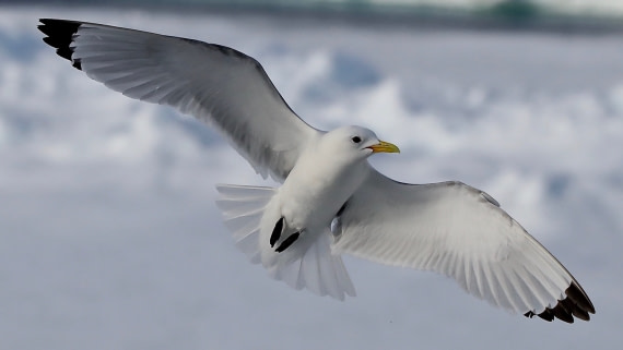 Posing for the Camera