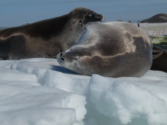 Seals by Petermann Island