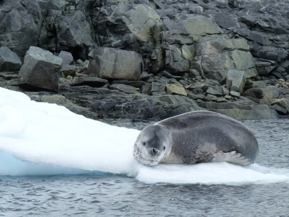 Seal by Dobrolowski Island