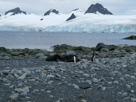 Mammals on Half Moon Island
