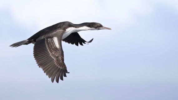 Flight in the Falklands