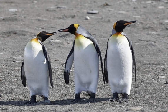 Schnabel in Schnabel