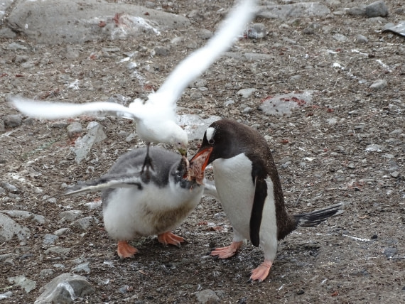 Snowy Sheathbill steals lunch