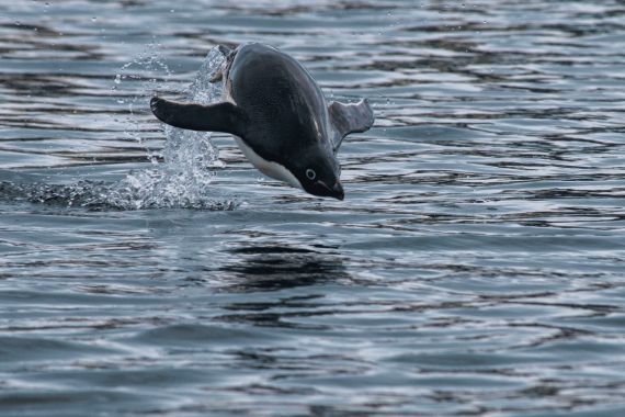 Flying Adelie Pinguin