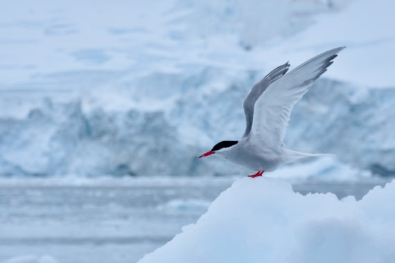 Antarctic tern taking off