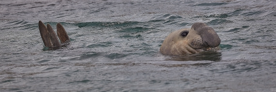 Elephant seal (1).jpg