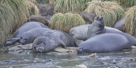 Elephant seals (2).jpg